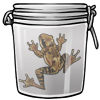 Brown frog in a Jar