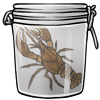 Noble Crayfish in a Jar
