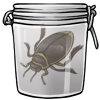 Diving Beetle in a Jar