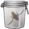 Backswimmer in a Jar