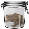 Brown Toad in a Jar